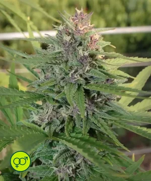 Hollands Hope - Regular