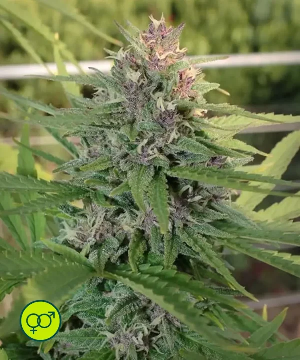 Hollands Hope - Regular