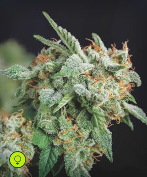 Northern Lights x Runtz