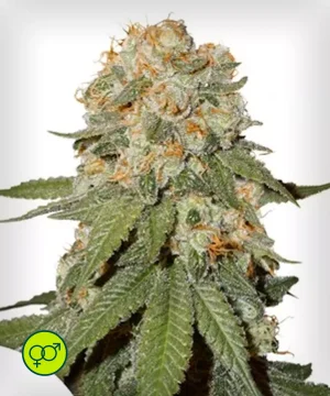 Orange Bud - Regular_