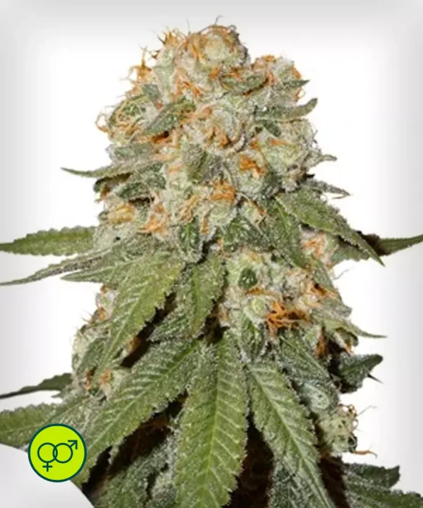 Orange Bud - Regular_