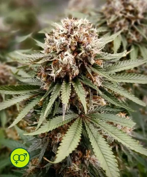 Power Plant - Regular
