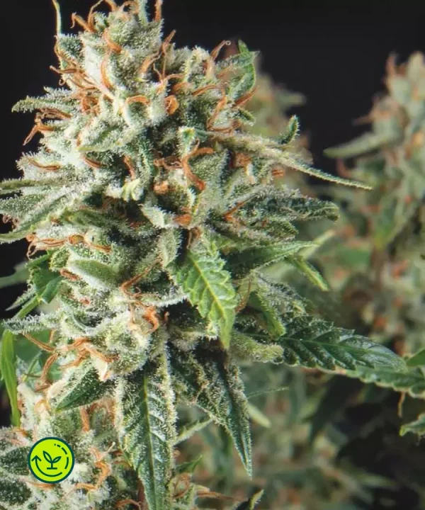 Super OG Kush - fast version