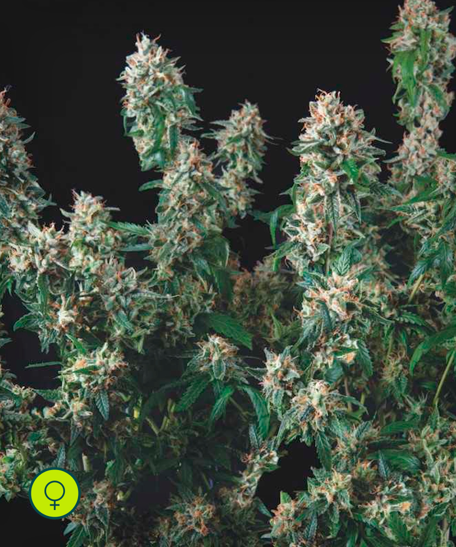 Tutankhamon x Cookies USA