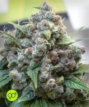 White Widow - Regular
