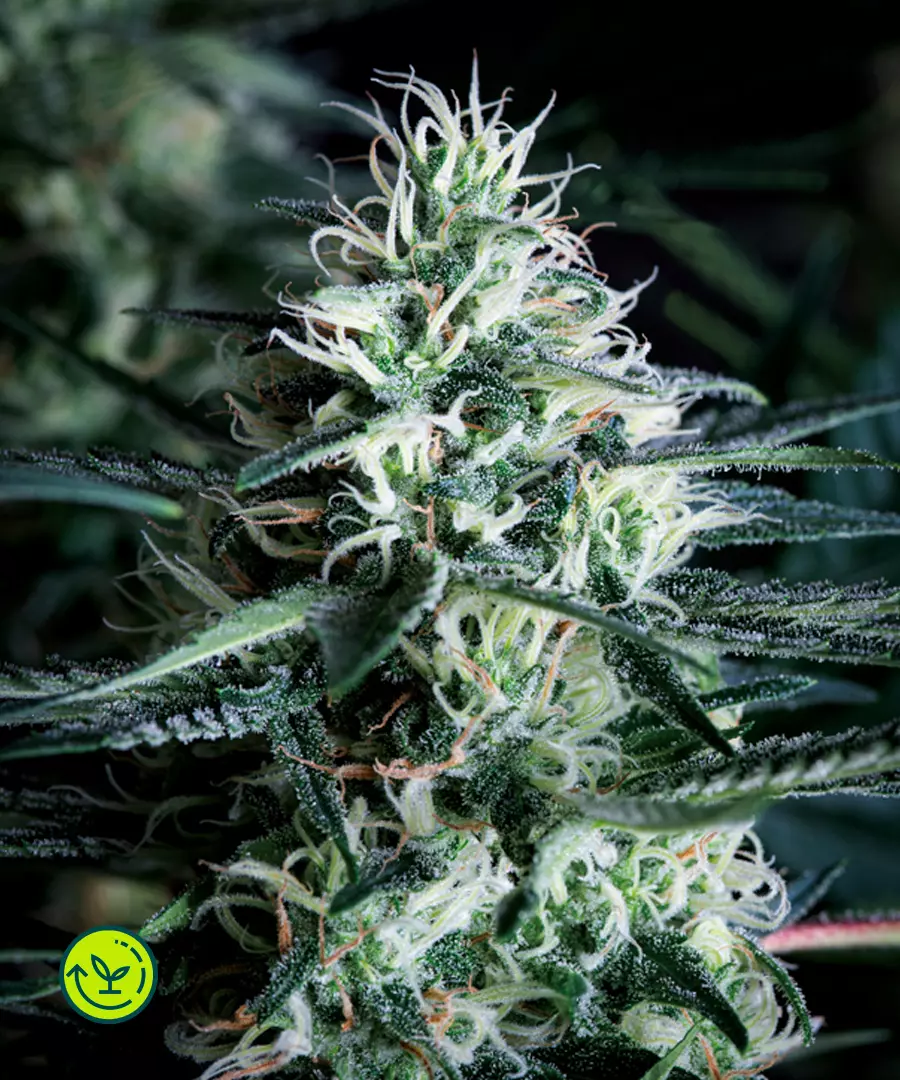 White Widow - fast version