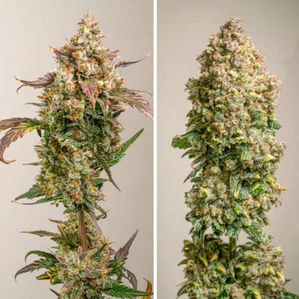 Auto Red Tropicana Cookies® - Imagem 4