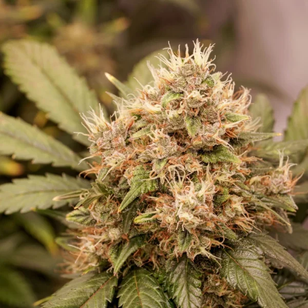 Auto Red Tropicana Cookies® - Imagem 3