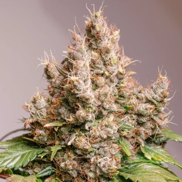 Auto Red Tropicana Cookies® - Imagem 6