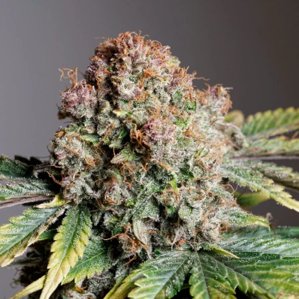 Auto Strawberry Soda® - Imagem 6