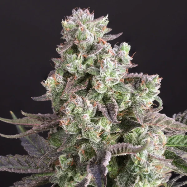 Candy Bubatz XL - Imagem 5