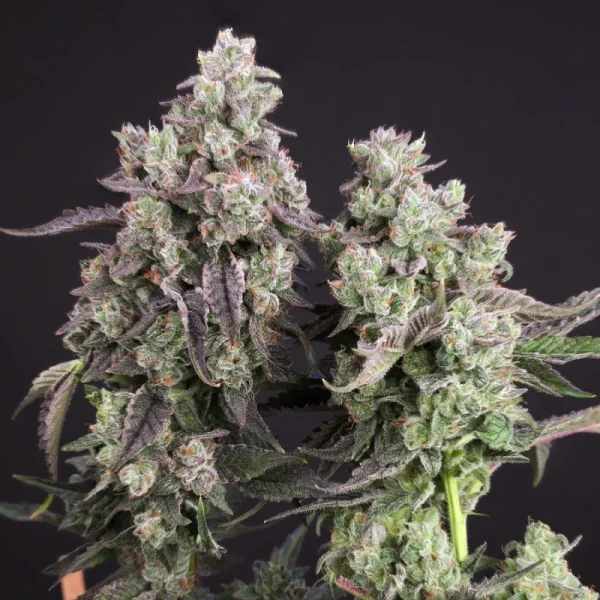 Candy Bubatz XL - Imagem 4