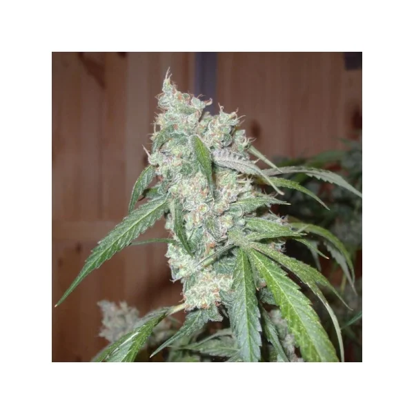 Euforia® - regular - Imagem 3