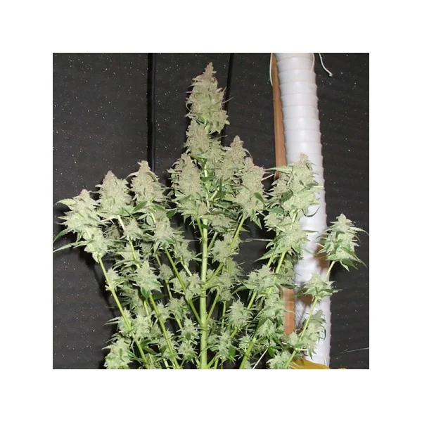 Euforia® - regular - Imagem 2