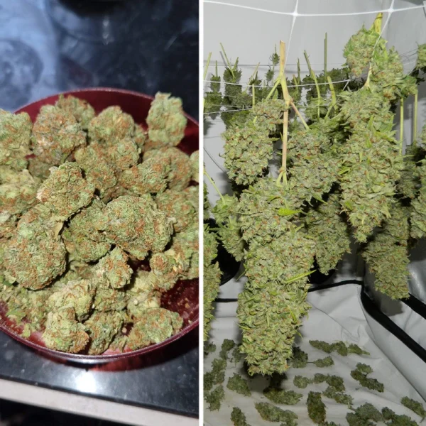 Orange Bud® - regular - Imagem 3