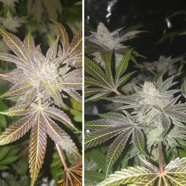 Orange Bud® - regular - Imagem 2