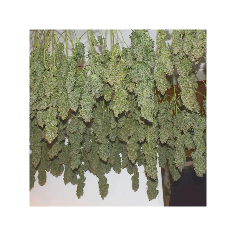 Power Plant® - regular - Imagem 2