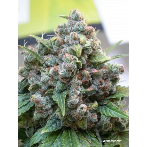 White Widow® - regular - Imagem 4