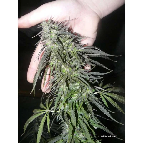 White Widow® - regular - Imagem 3