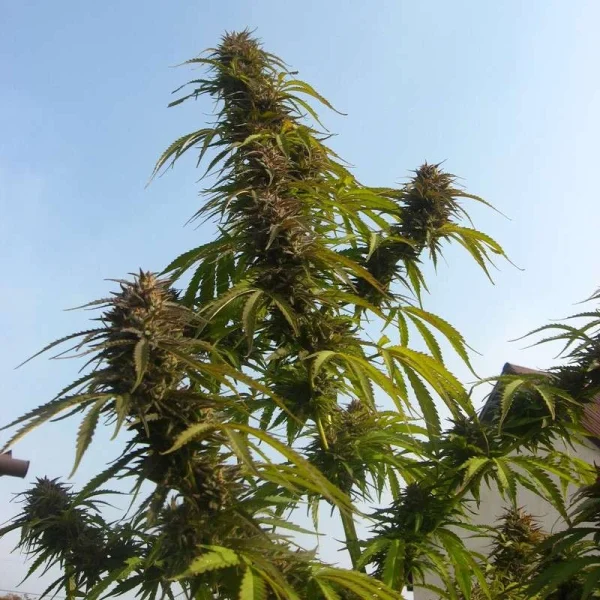 White Widow® - regular - Imagem 2