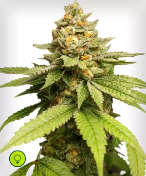 Green Papaya