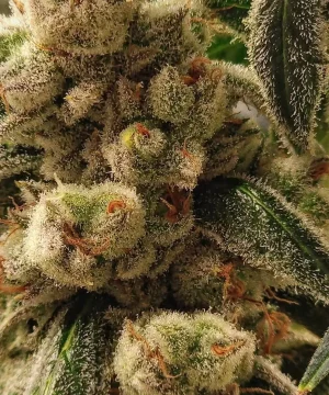 Pluto Cookies IBL AUTO-planta