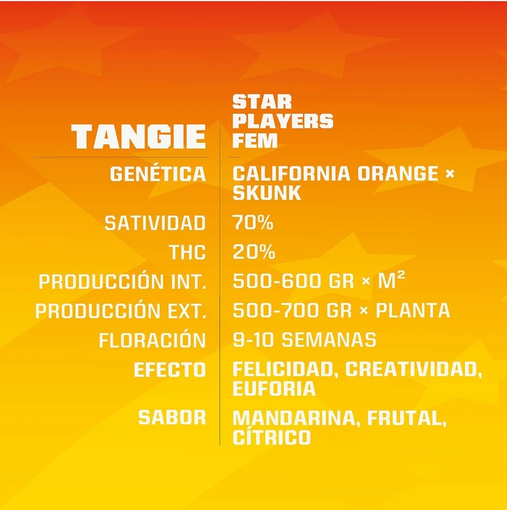 Tangie - Imagem 4