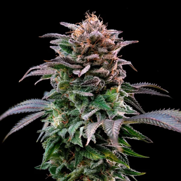 Gorilla Banana - Imagem 3
