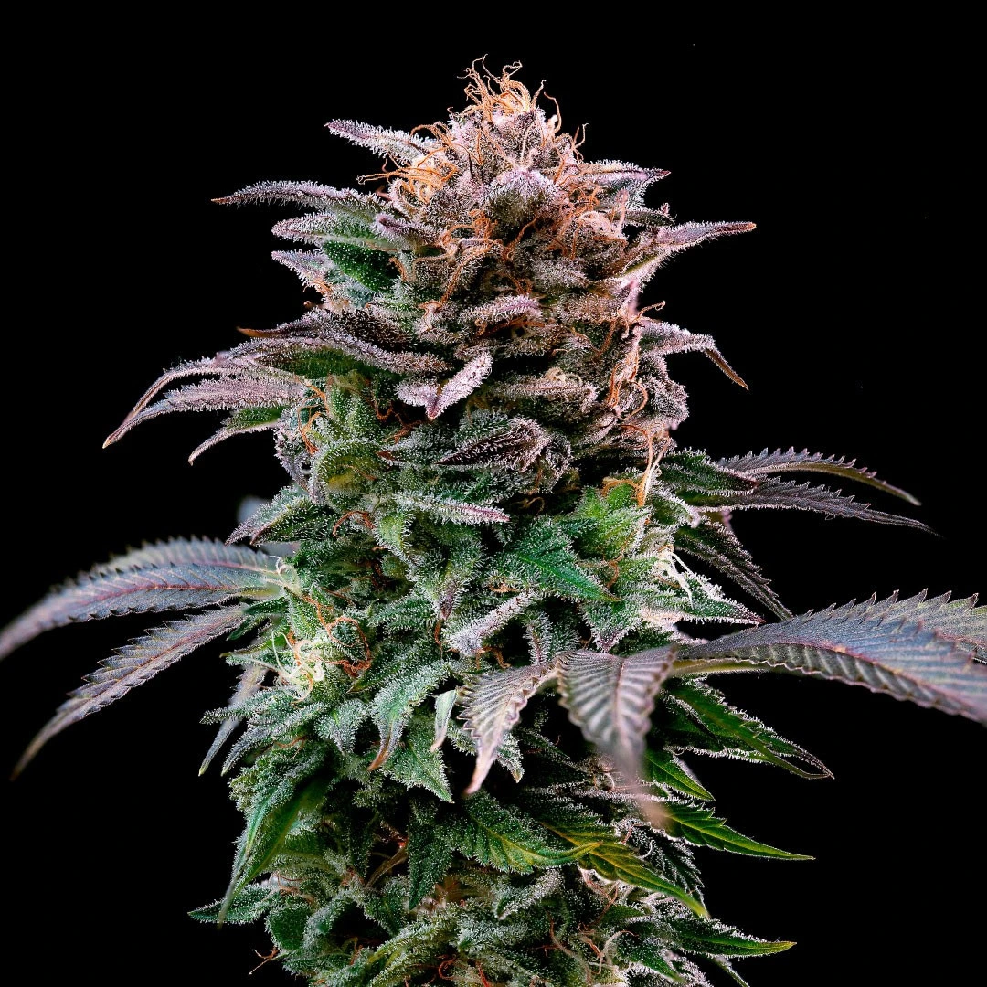 Gorilla Banana - Imagem 3