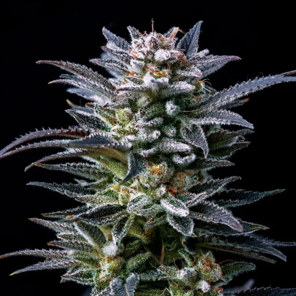 Gorilla Ghost - Imagem 4
