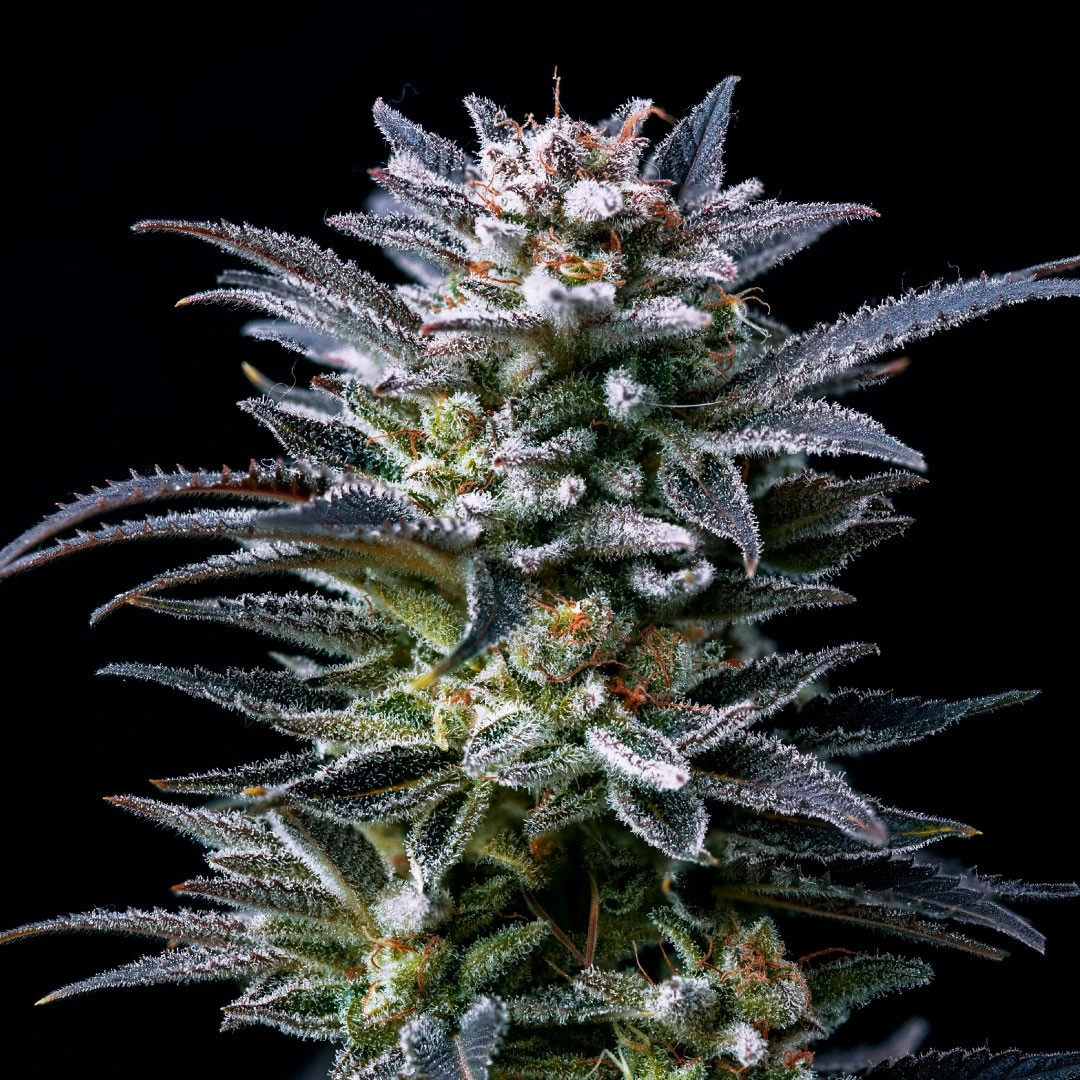 Gorilla Ghost - Imagem 4