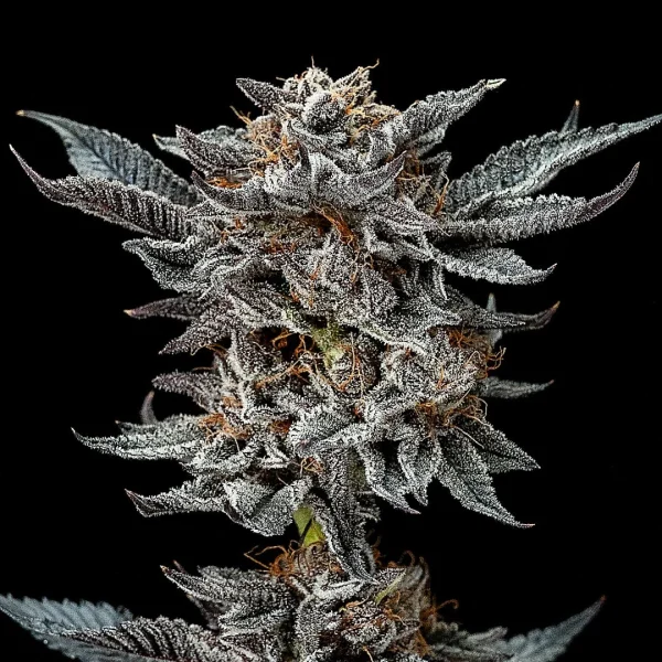 Gorilla Glue #4 - Imagem 4
