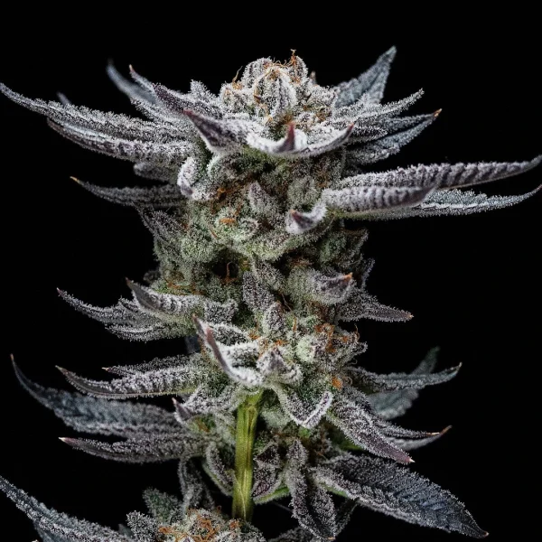 Gorilla Glue Auto - Imagem 4