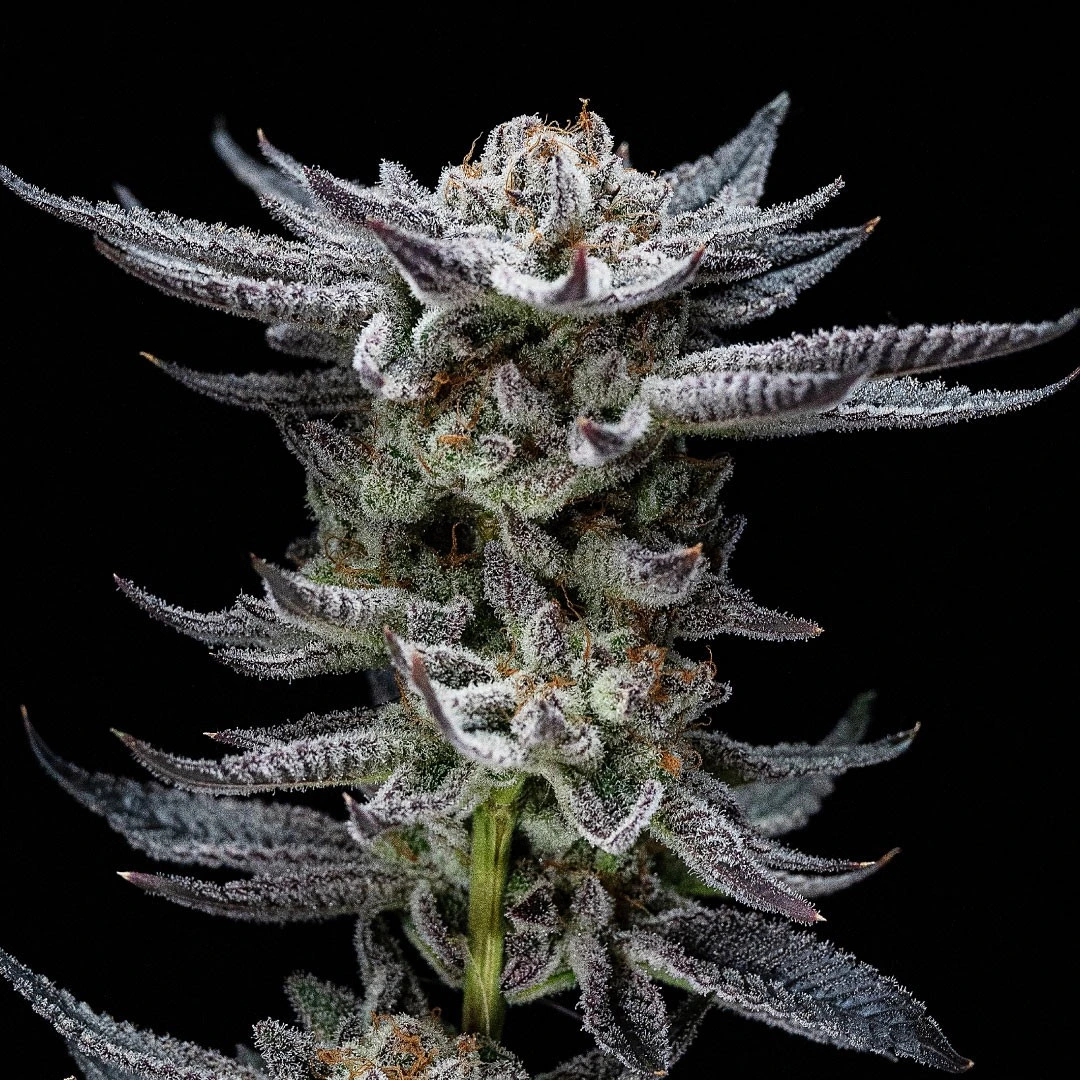 Gorilla Glue Auto - Imagem 4