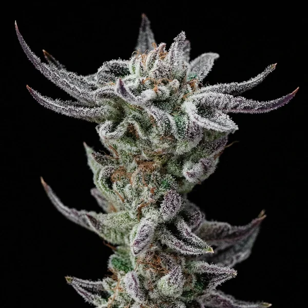 Gorilla Glue Faster Version - Imagem 4