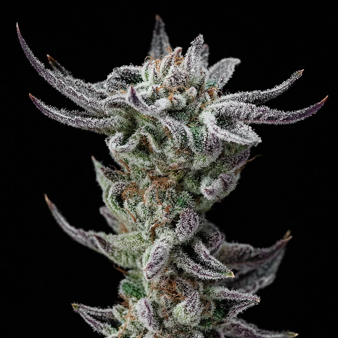 Gorilla Glue Faster Version - Imagem 4