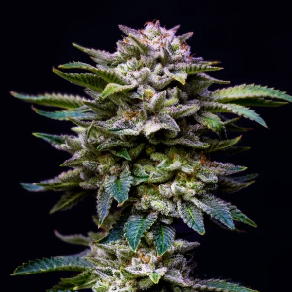 Gorilla Rainbow - Imagem 4