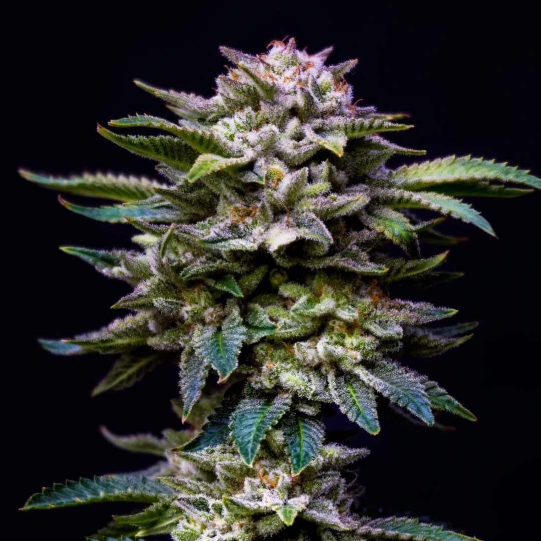 Gorilla Rainbow - Imagem 4