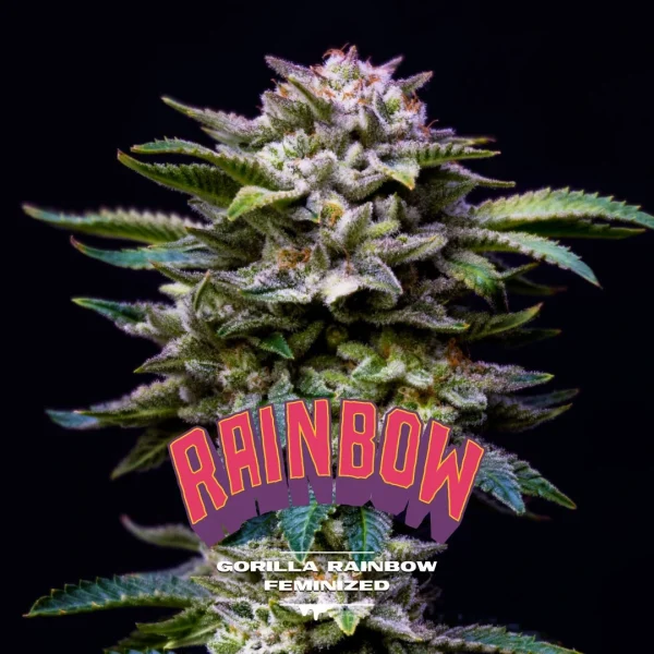 Gorilla Rainbow - Imagem 5
