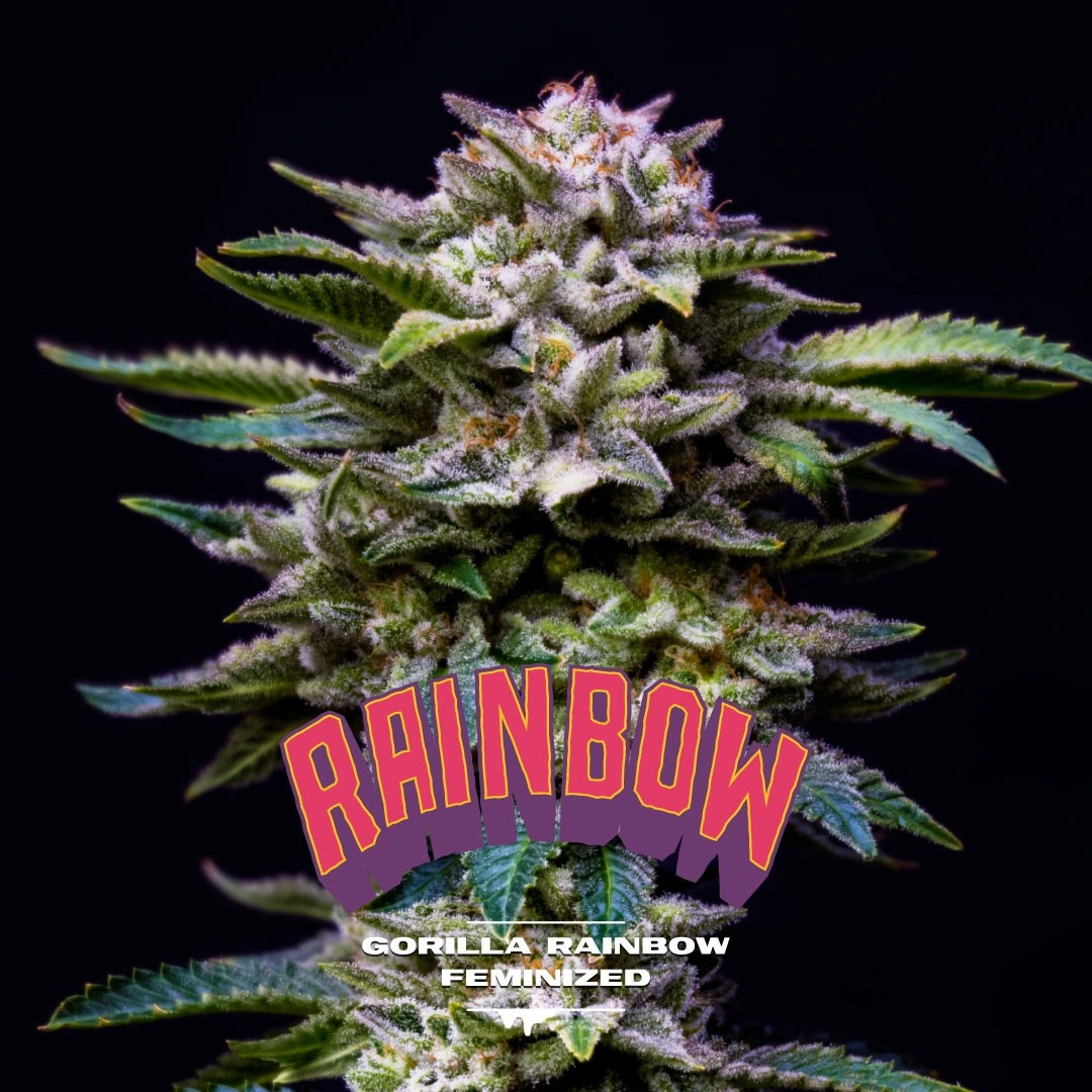 Gorilla Rainbow - Imagem 5