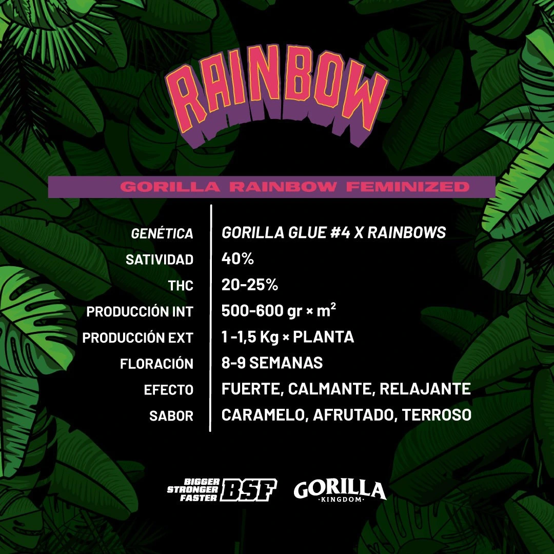 Gorilla Rainbow - Imagem 3