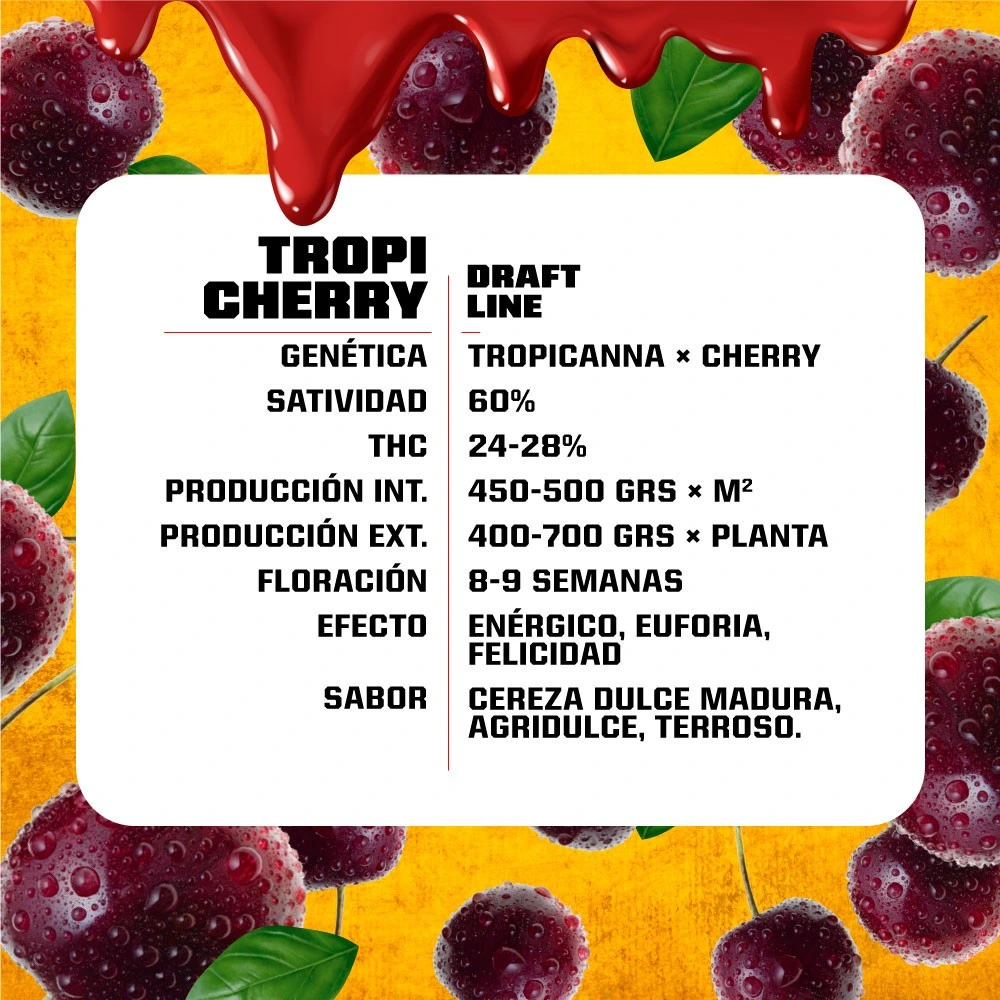 TropiCherry - Imagem 4