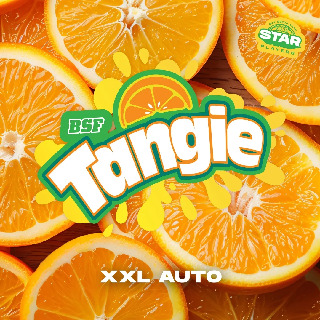 Tangie XXL Auto - Imagem 4