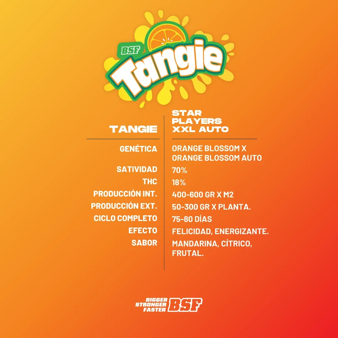 Tangie XXL Auto - Imagem 5