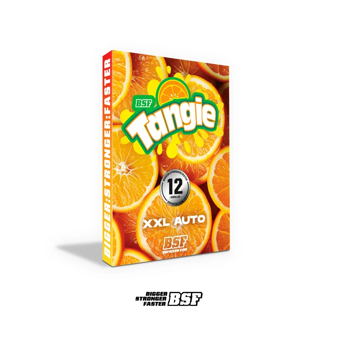 Tangie XXL Auto - Imagem 3