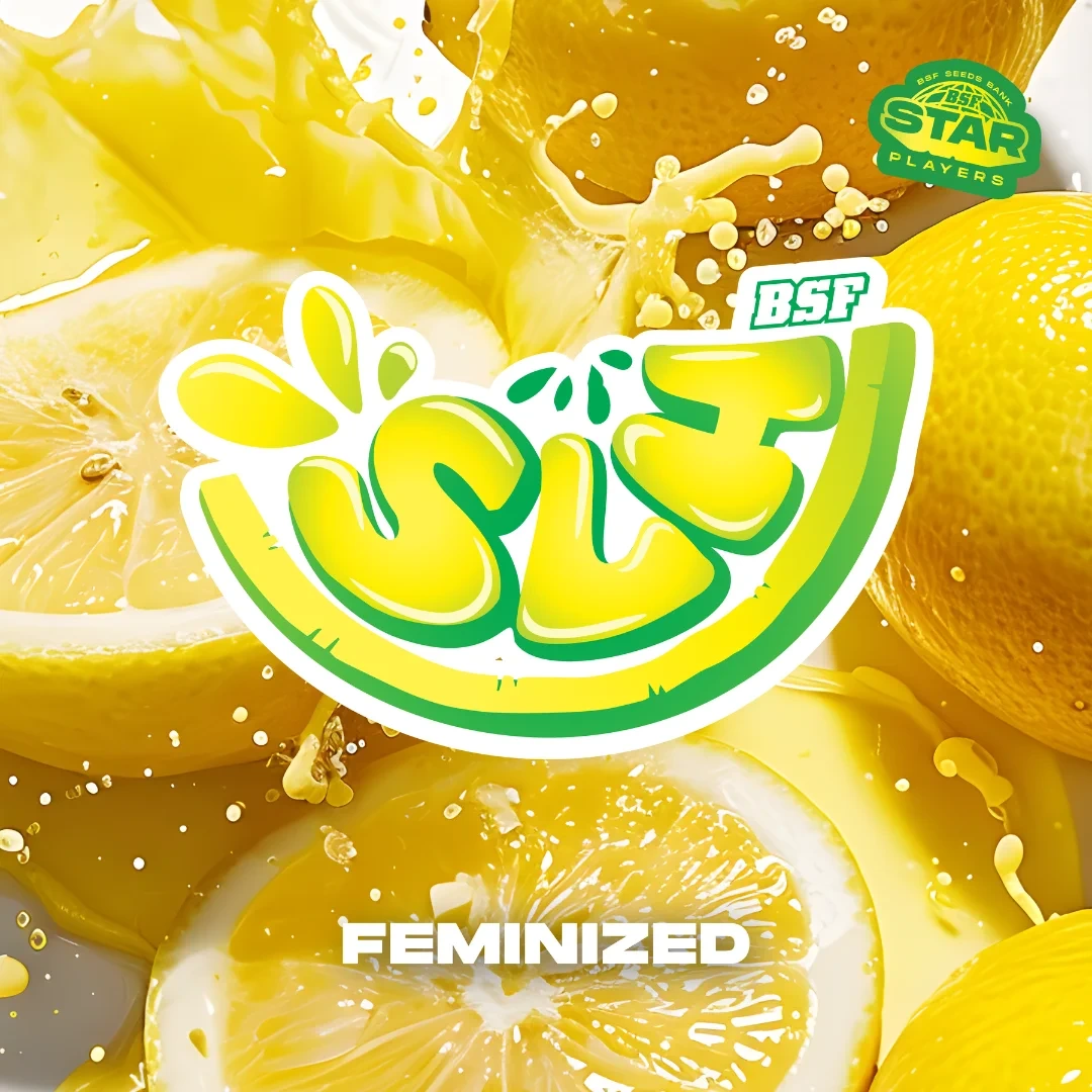 SLH - Super Lemon Haze - Imagem 5