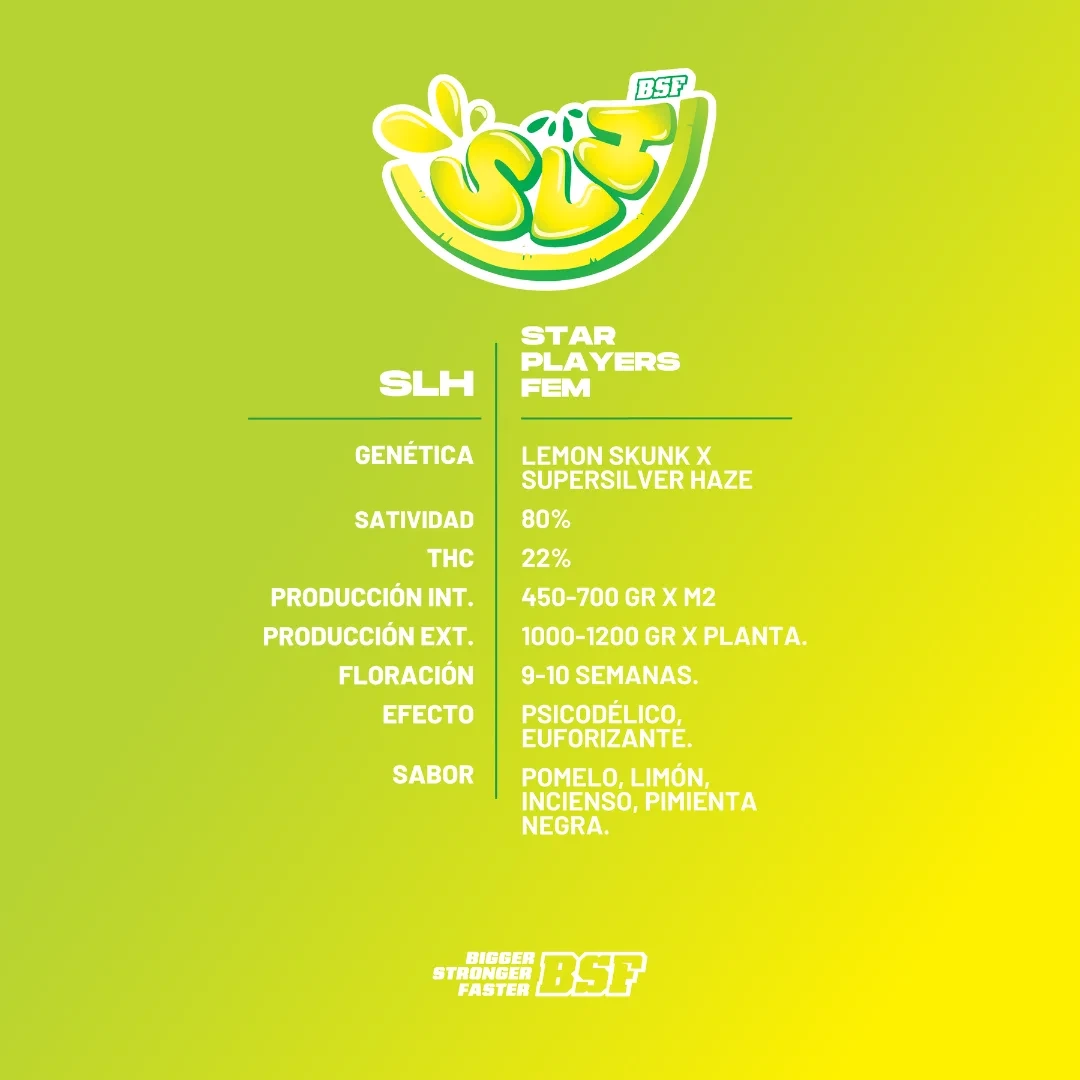SLH - Super Lemon Haze - Imagem 3