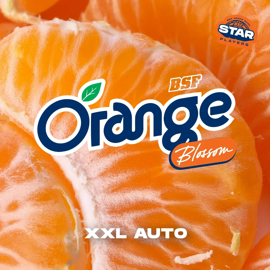 Orange Blossom XXL Auto - Imagem 5