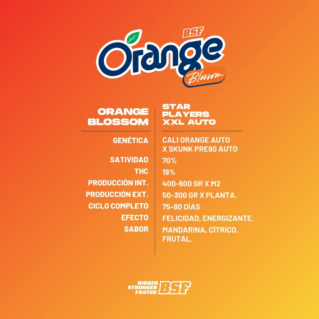 Orange Blossom XXL Auto - Imagem 3