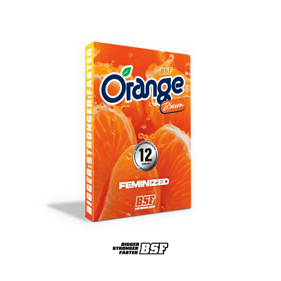 Orange Blossom - Imagem 5